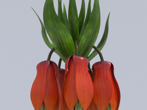 fritillaria imperialis 3D Модель