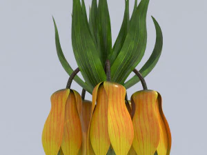 fritillaria imperialis 3D Model