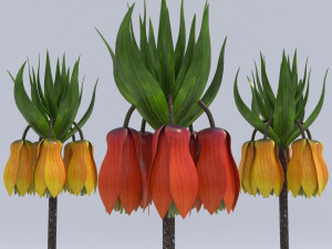 fritillaria imperialis 3D Модель