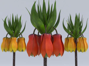 fritillaria imperialis 3D Model