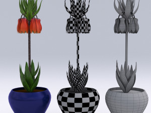 fritillaria imperialis 3D Модель