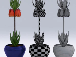fritillaria imperialis 3D Model