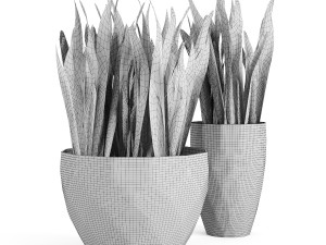 sanseveria snake plant 3Dモデル