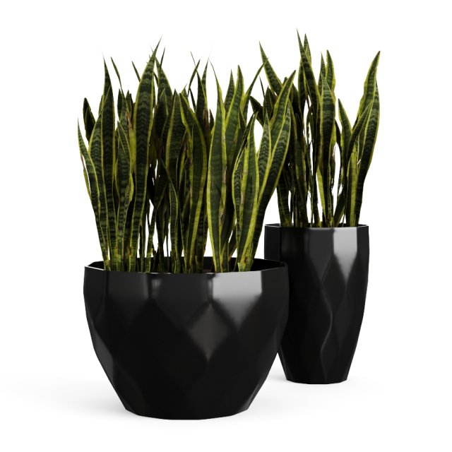 sanseveria snake plant 3Dモデル .c4d .max .obj .3ds .fbx .stl .blend 