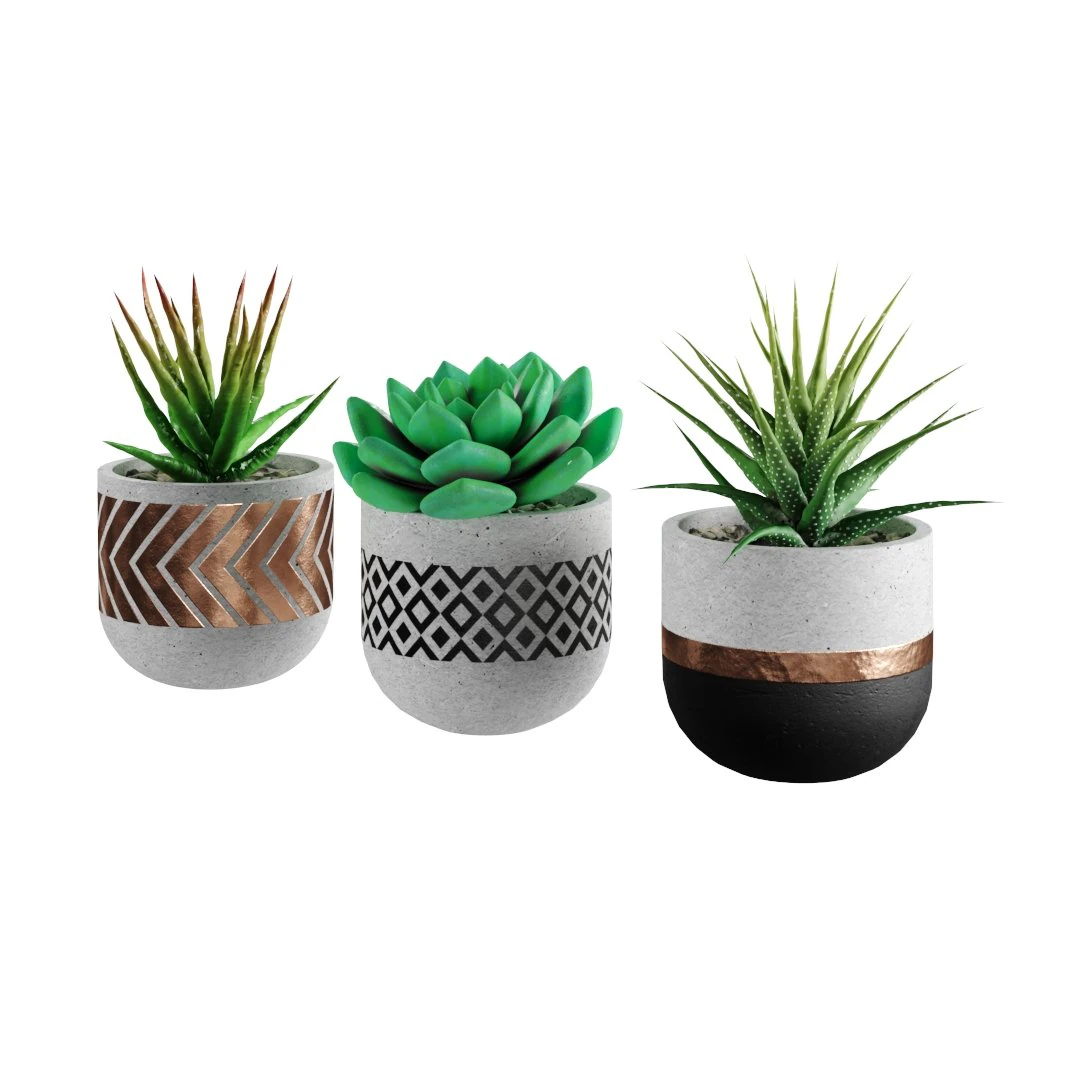 Succulent collection 01 3D Model .c4d .max .obj .3ds .fbx .stl .blend 