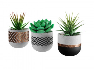 Succulent collection 01 Modello 3D