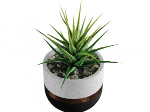 Succulent collection 01 3Dモデル