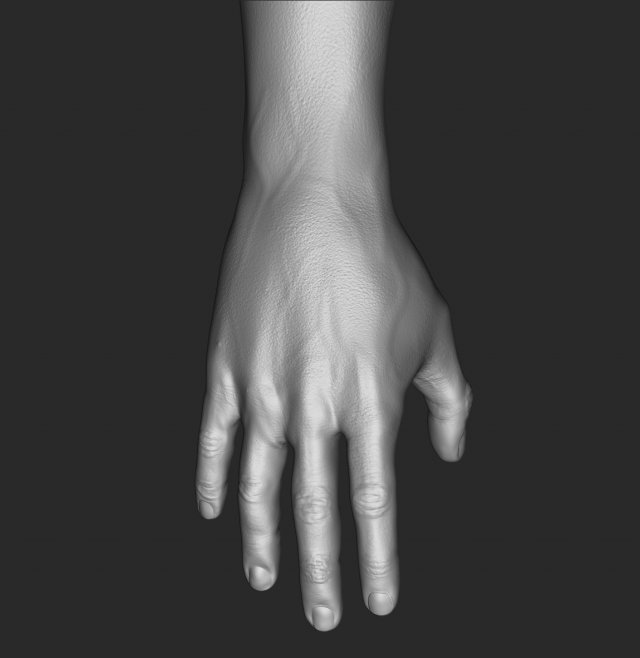 hand 3D Model .c4d .max .obj .3ds .fbx .stl .blend 