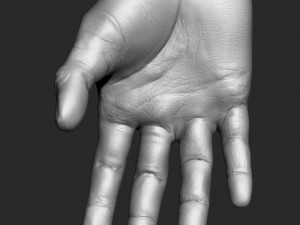 hand 3D Model