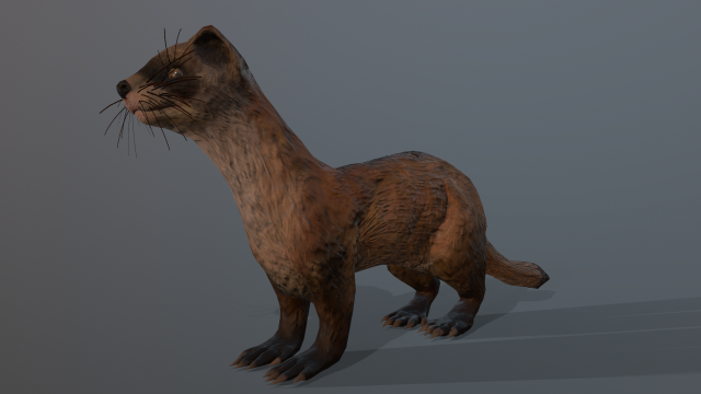 black-footed ferret 3D Model .c4d .max .obj .3ds .fbx .stl .blend 