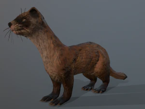 furetto dai piedi neri Modello 3D