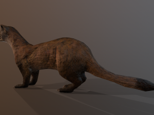 black-footed ferret 3D Model