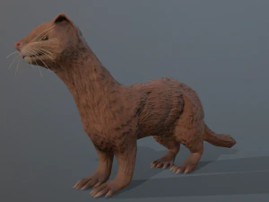 beżowa fretka Model 3D