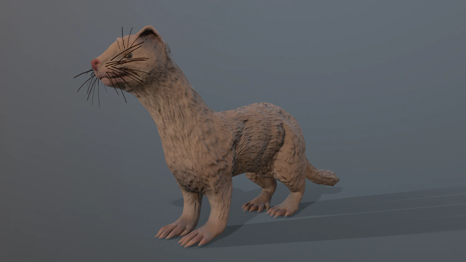 albino ferret 3D Model .c4d .max .obj .3ds .fbx .stl .blend 