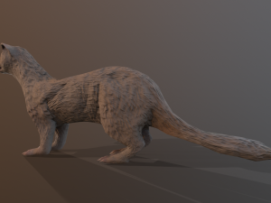 albino ferret 3D 模型