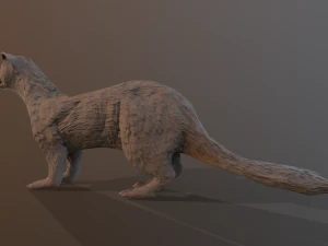 albino ferret 3D Model
