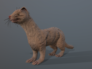 4 ferrets Modelo 3D