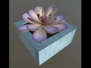 flowers with 4 different textures variation 3D Model