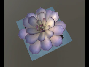 flowers with 4 different textures variation 3D Model