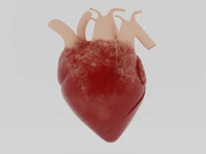 मानव हृद्य 3D मॉडल