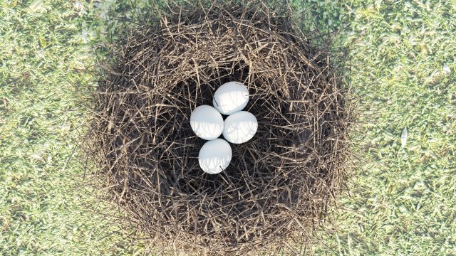birds nest 3D Модель .c4d .max .obj .3ds .fbx .stl .blend 