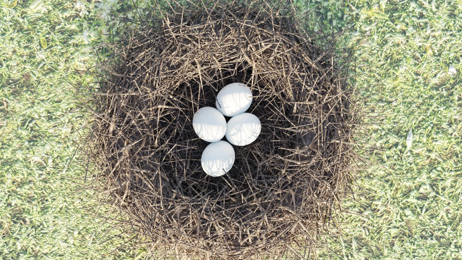 kuş yuvası 3D Model .c4d .max .obj .3ds .fbx .stl .blend 