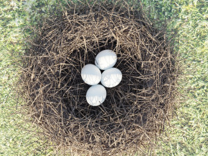 birds nest 3D Model