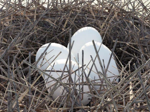 kuş yuvası 3D Model