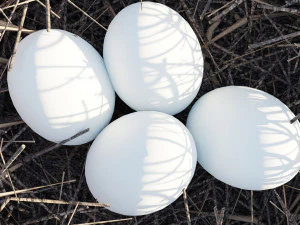 kuş yuvası 3D Model