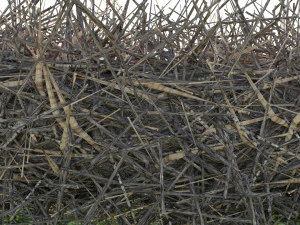 kuş yuvası 3D Model