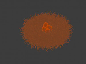 birds nest 3D Модель