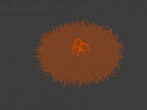 kuş yuvası 3D Model