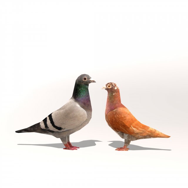 two pigeons low-poly Model 3D .c4d .max .obj .3ds .fbx .stl .blend 