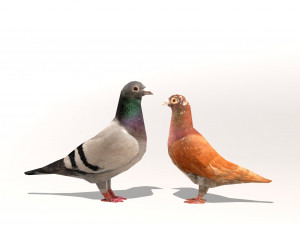 two pigeons low-poly 3D Model