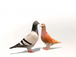 due piccioni low-poly Modello 3D