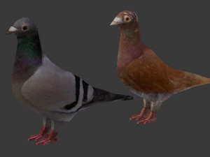 due piccioni low-poly Modello 3D