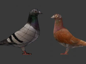 due piccioni low-poly Modello 3D