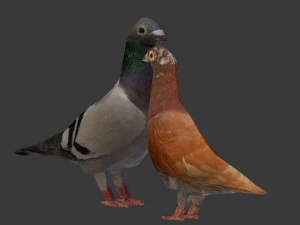 due piccioni low-poly Modello 3D