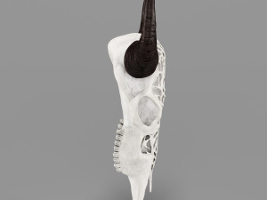 wall decor bull skull with bone carving Model 3D