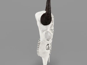 wall decor bull skull with bone carving 3D Model