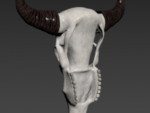 wall decor bull skull with bone carving Model 3D