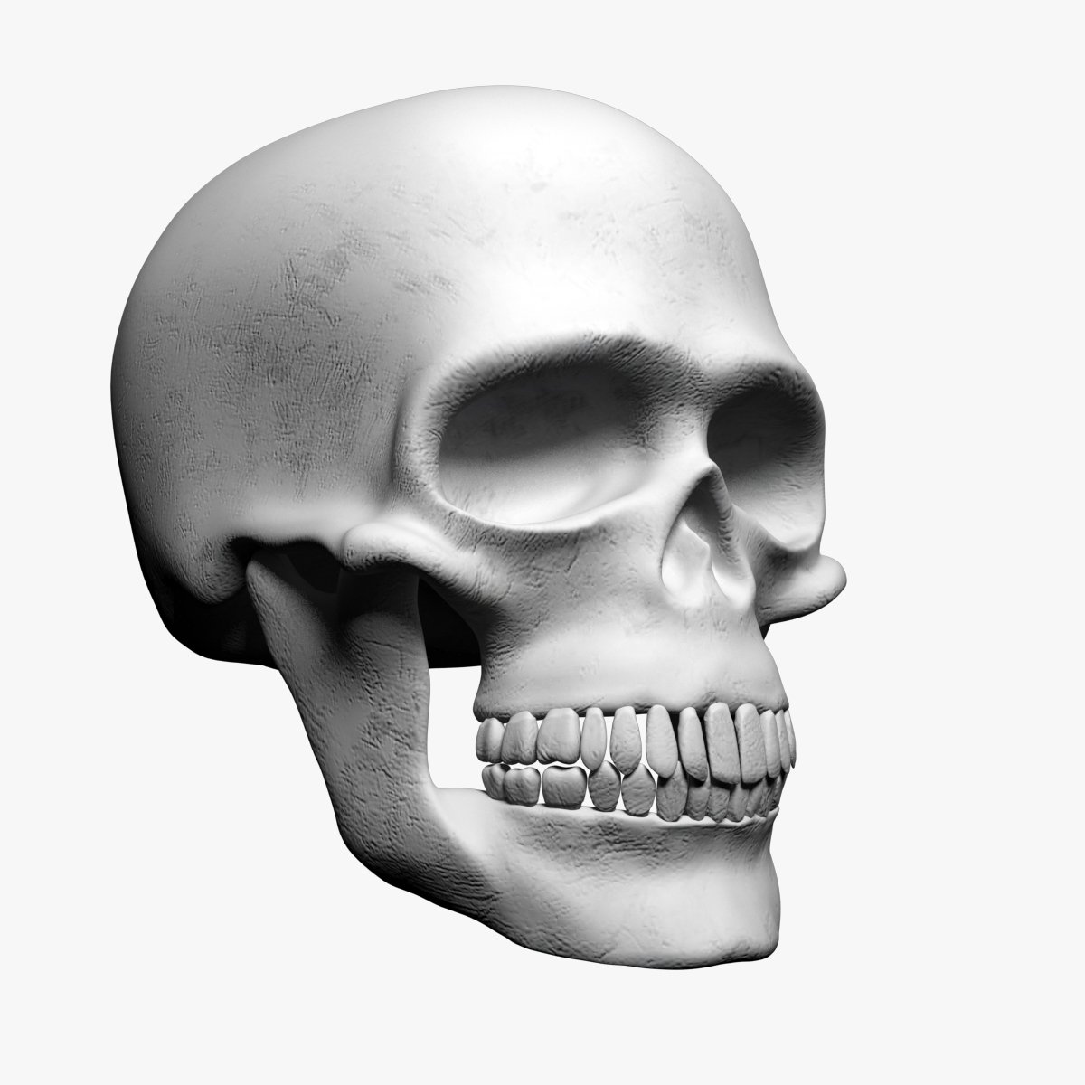 Skull 3d Model In Anatomy 3dexport