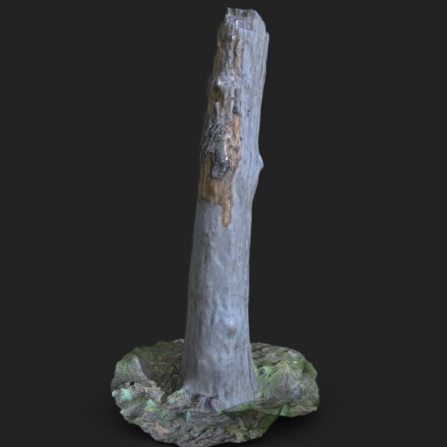 stump 3d scan 3D Модель .c4d .max .obj .3ds .fbx .stl .blend 