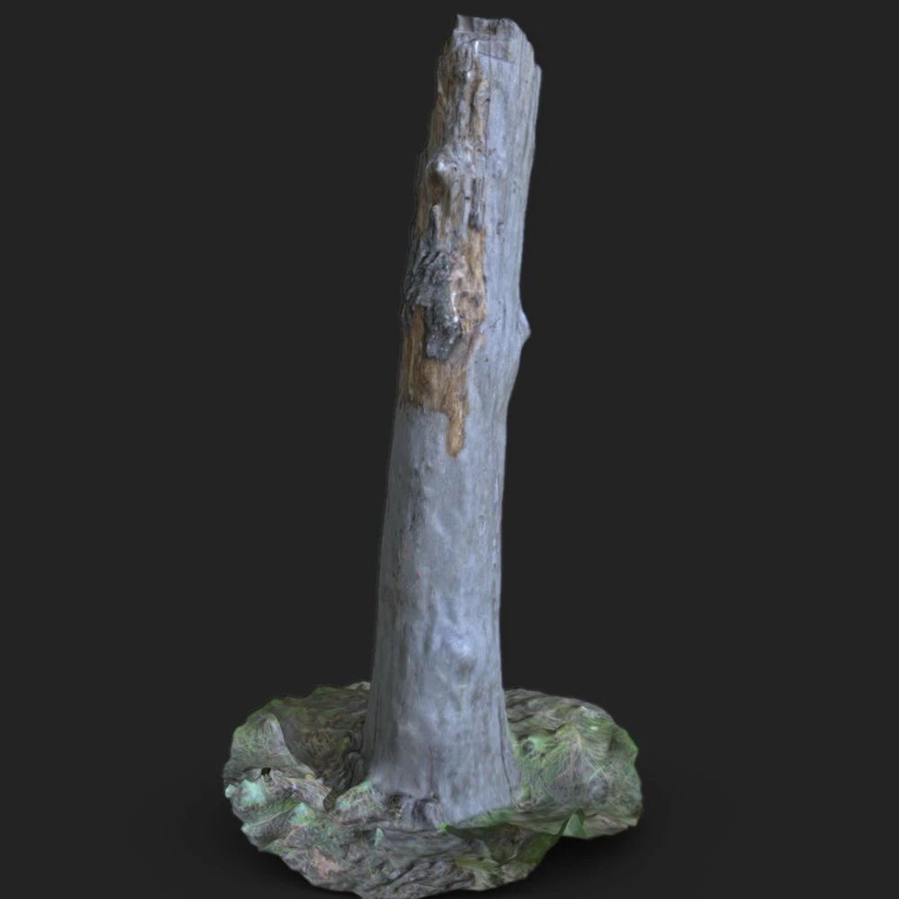 stump 3d scan 3D Model .c4d .max .obj .3ds .fbx .stl .blend 
