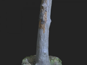 stump 3d scan Modelo 3D