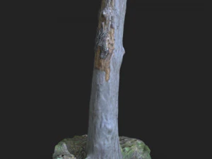 그루터기 3D 스캔 3D 모델