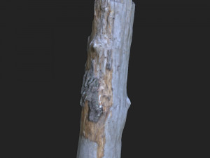 stump 3d scan 3D Модель