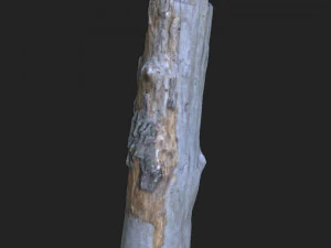 stump 3d scan 3D Model