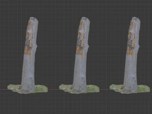 stump 3d scan 3D Model