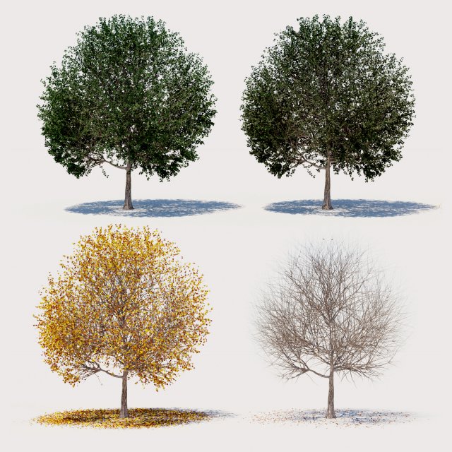 4 seasons elm tree collection 3D 模型 .c4d .max .obj .3ds .fbx .stl .blend 